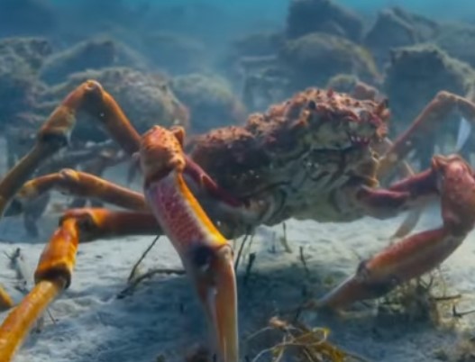 10 חיות ממש נדירות שלא הכרתם